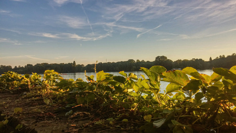 Heiratsantrag in Hannover: Der Maschsee